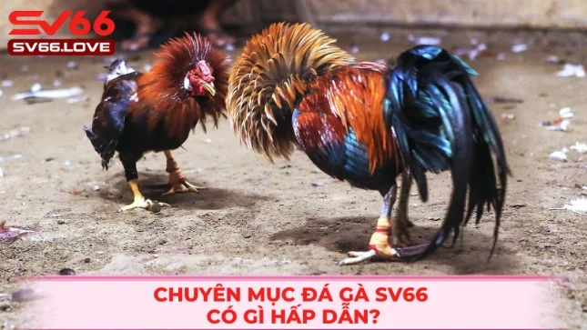 Trang đá gà SV66 cá cược trực tuyến hàng đầu hiện nay